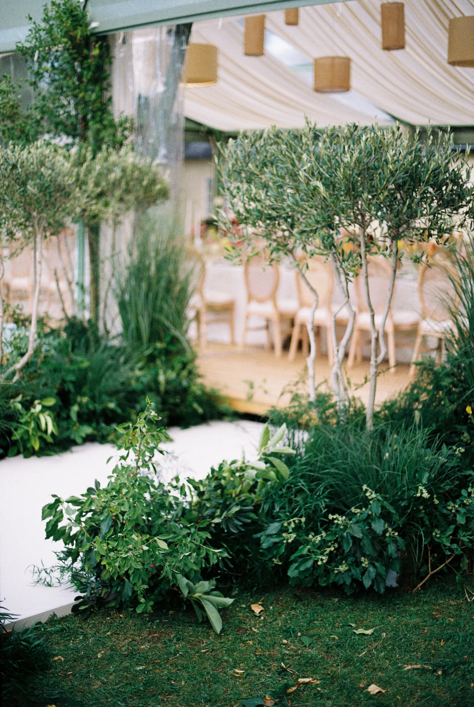 35mm film photo of a garden ceremony aisle lined with olive trees and greenery