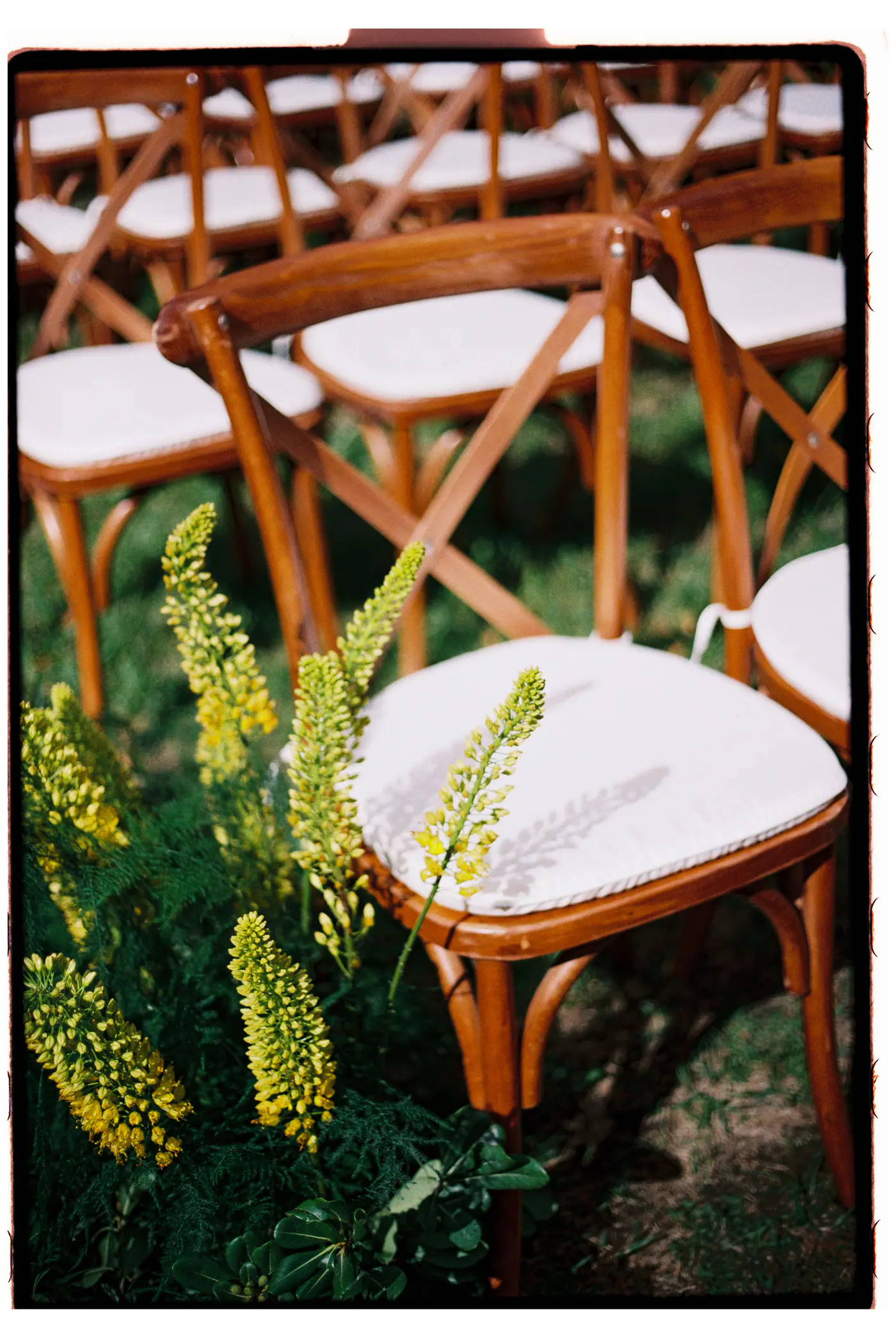 Wooden cross-back chair with a white cushion beside yellow lupins